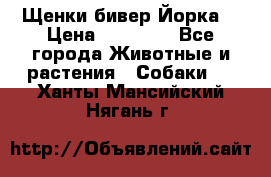 Щенки бивер Йорка  › Цена ­ 30 000 - Все города Животные и растения » Собаки   . Ханты-Мансийский,Нягань г.